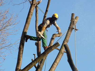 Elagage et abattage d’arbres en Seine et Marne