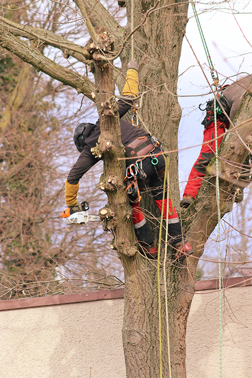 grimpeur en train de monter sur arbre pour élagage
